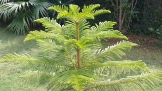 Araucaria PlantGrowing [upl. by Oicnedif]