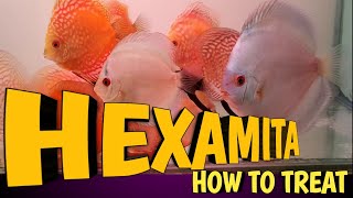 Discus deworming  How to treat Hexamita in Discus  Discus Internal Parasites  Disease amp Treatment [upl. by Yelrihs]