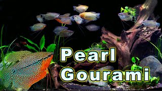 All You Need to Know About The Ultimate Gourami Pearl Gourami Care and Breeding [upl. by Kempe]