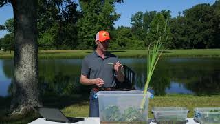 Identifying and Managing Those Pesky Pond Weeds [upl. by Norek]