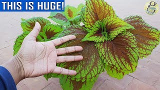 COLEUS  Dos amp Donts  Important Points on Coleus Care and Propagation [upl. by Hoes]