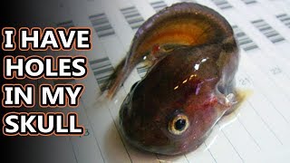 Snailfish facts the deepest living fish  Animal Fact Files [upl. by Nilhsa]