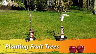 Planting Fruit Trees In Your Backyard  Best and Large Bing Stella Cherries Plums Peaches Apples [upl. by Leahey]