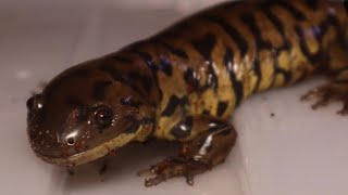 Tiger Salamander Vivarium  DIY Build [upl. by Pharaoh]