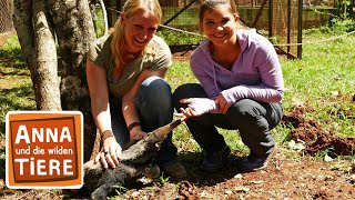 Wie schwer ist der Ameisenbär  Reportage für Kinder  Anna und die wilden Tiere [upl. by Conlee]