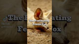 The Fascinating Fennec Fox fennecfox wildlife exoticpets animallover [upl. by Enelloc]