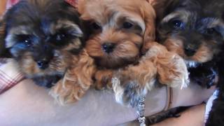 Cavapoo Puppies [upl. by Annoyi]