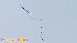 Goose Train [upl. by Lachlan]