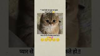 funny kitti video🫣🫣🙄🙄🙄🙄 [upl. by Verlee]