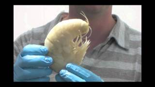 20120202  UNIVERSITY OF ABERDEEN  SUPERGIANT AMPHIPODS DISCOVERED 7KM DEEP [upl. by Airdnoed]