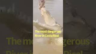 The most dangerous river in Costa Rica The Tarcoles shorts travel costarica crocodile [upl. by Analah425]