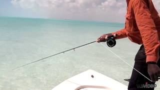 Stripping to a Bonefish  Capt Shawn Leadon  Bonefishing  Andros Island Bonefish Club [upl. by Currier]