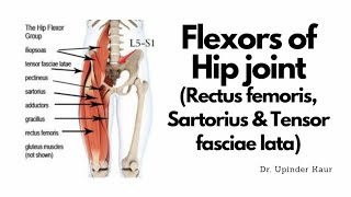 Rectus femoris Sartorius and Tensor fasciae lata  Flexors of Hip joint Part  3 [upl. by Lenoyl]