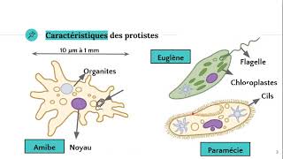 Les protistes 🦠 [upl. by Gert]