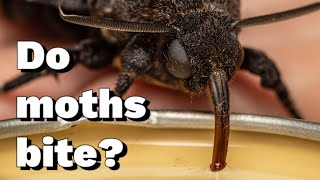 10 most asked questions answered Deaths Head Hawk Moth [upl. by Esiahc]