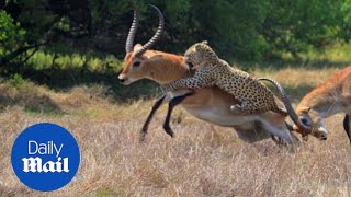 INCREDIBLE footage shows antelope fighting off leopard related  Daily Mail [upl. by Bonacci]