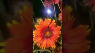 Gaillardia flower plant shorts ytshorts anshortgardenweb garden terracegardensplantgardening [upl. by Morra]