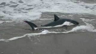 Beached Shark at Sunset State Beach California [upl. by Ibmat]