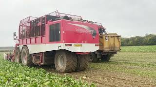 Lifting sugar beet Vervaet Evo Beet Eater 625 with sound [upl. by Lelith]