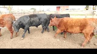 Novtos y Vaq Feedlot Laprida [upl. by Schuyler]