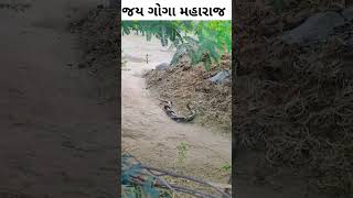 ઈસા ધારી નાગ જુવો કેવી રીતે આવે છે [upl. by Ettevram]