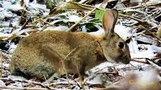 Wildkaninchen Oryctolagus cuniculus Coney European Rabbit Wildes Emden im Winter [upl. by Siroval]