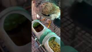 Subscribe for more updates pigeon bangladesh birds agro bd bdnews chicken egg [upl. by Weldon988]