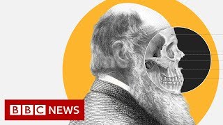 Theory of Evolution How did Darwin come up with it  BBC News [upl. by Assiral]