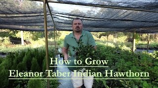 How to grow Eleanor Taber Indian Hawthorn with a detailed description [upl. by Akinnej]