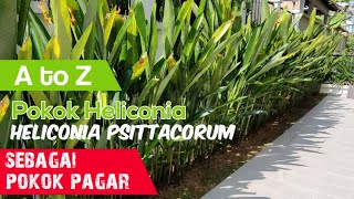 Penjagaan Pokok Heliconia Heliconia Golden Torch Sebagai Pokok Pagar landskap gardening [upl. by Lonnie873]