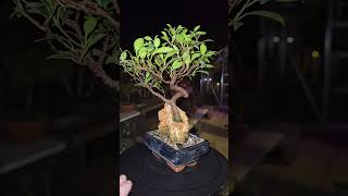 Ficus microcarpa root in the rock [upl. by Derrick]