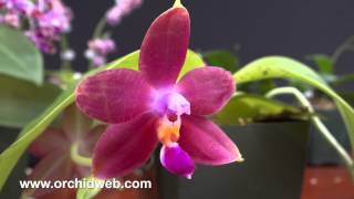 OrchidWeb  Phalaenopsis species [upl. by Lerred828]