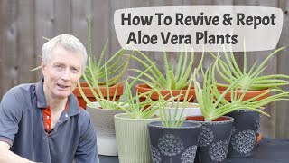 How To Revive And Repot Aloe Vera Plants  Transforming Overgrown Aloe Vera Into Attractive Plants [upl. by Luckett]