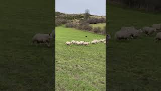 Incredible Scottish sheepdog herding sheep [upl. by Anawit]