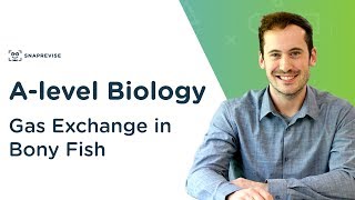 Gas Exchange in Bony Fish  Alevel Biology  OCR AQA Edexcel [upl. by Odessa194]