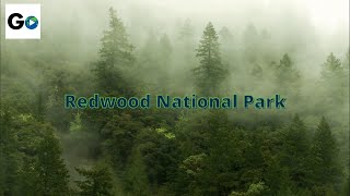 Redwood National Park [upl. by Mazur]