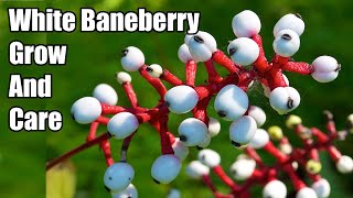 How To Grow Doll’s Eye Plant  White Baneberry Grow And Care [upl. by Metzgar546]