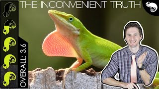 Green Anole The Best Pet Lizard [upl. by Newkirk]