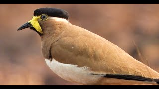 Amazing singing bird Yellow wattled lapwing call [upl. by Alimak]