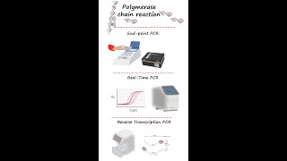 Endpoint PCR realtime PCRqPCR and reverse transcription PCR RTPCR in under 3 minutes [upl. by Notsob41]