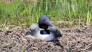 Common Loon on Nest [upl. by Yessac]