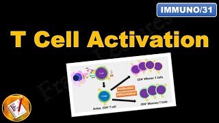 T cell Activation and differentiation FLImmuno31 [upl. by Oilisab599]