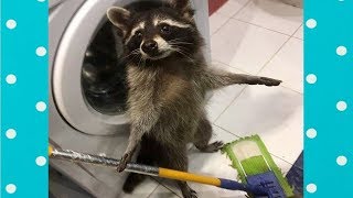 Best Cute Raccoon Video Compilation Funny Baby And Pet [upl. by Mooney142]