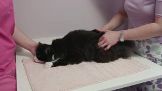 How to assess a cats body condition [upl. by Caron]