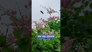 নাম তার প্রেমলতা [upl. by Ami]