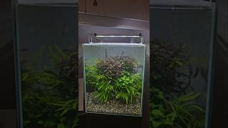 AQUARIUM PLANT CARE aquariumplants aquascaping aquaticplants fishtank plantedaquarium plants [upl. by Grove573]