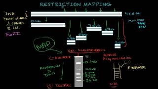 Restriction mapping  Biology tutorial [upl. by Natsuj]