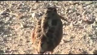 American Woodcock Dances to Get Down On It [upl. by Cummings]