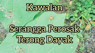 Kawalan serangga perosak terong dayak [upl. by Nauqit]