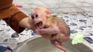 Monkey David goes to the toilet and calls Mom for help [upl. by Ettesus259]